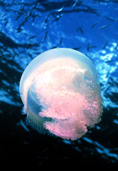 Jelly late in the day