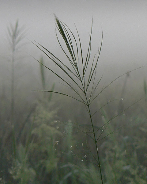 Dancing In The Fog