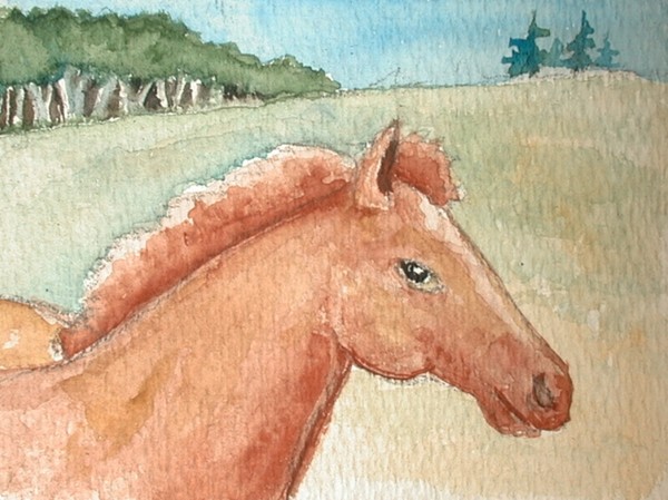 youry foal