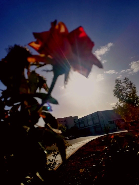 a flower 