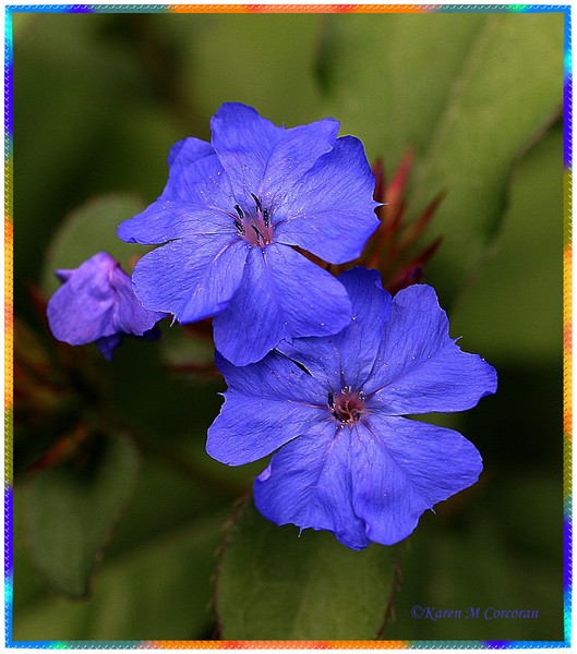 Blues