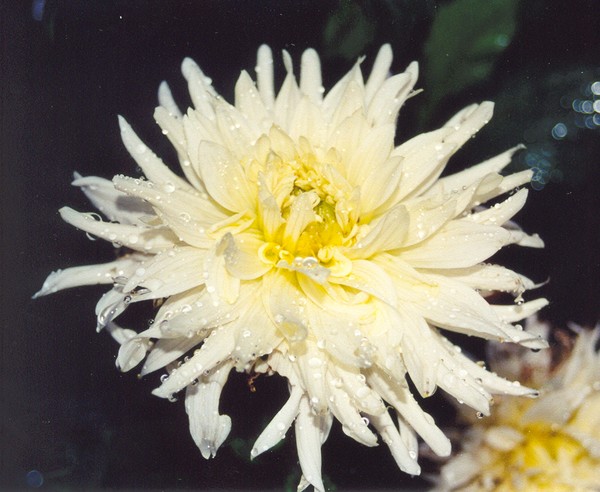 dahlia