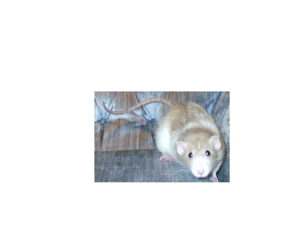 Sara the Rat