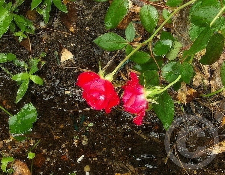 Twin Roses 