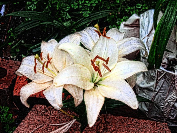 Easter Lilly