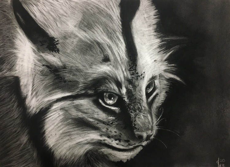 Bobcat
