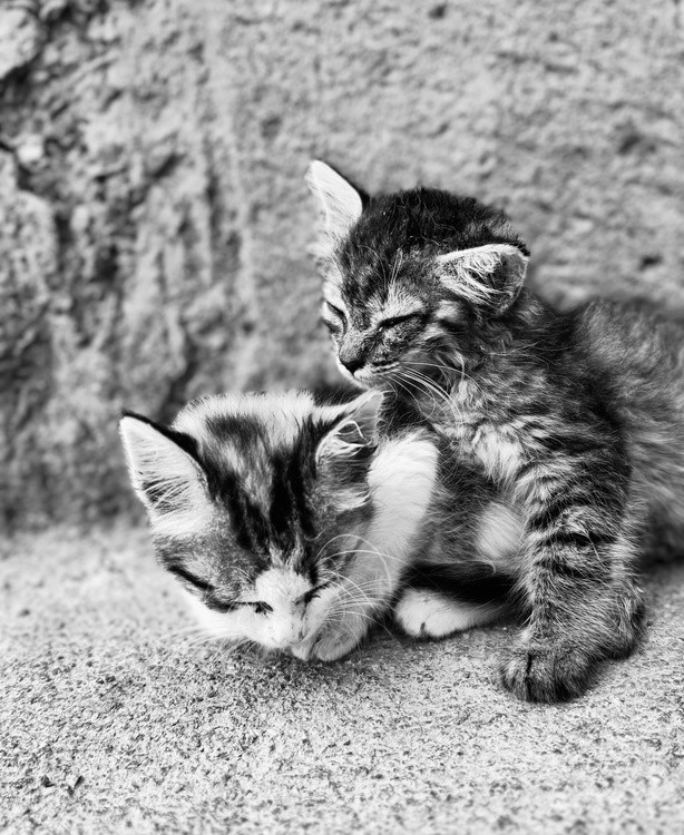 cats