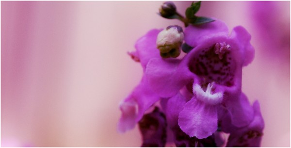 Purpley