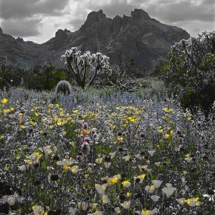 Desert pic bw