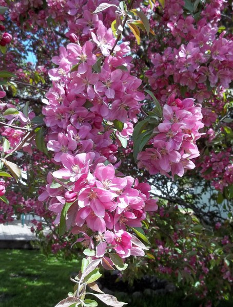 Blossoms on branch of crab tree