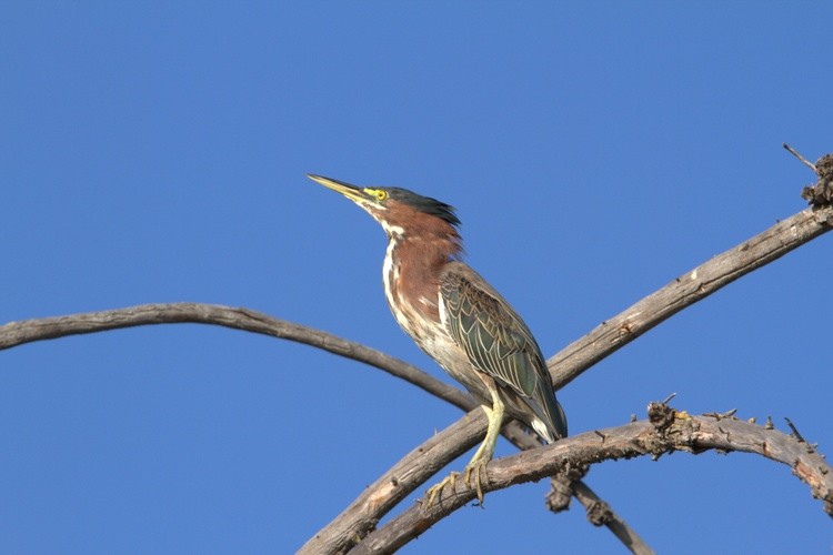 GreenHeron
