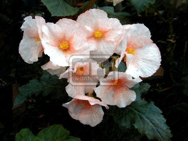 White Blossoms