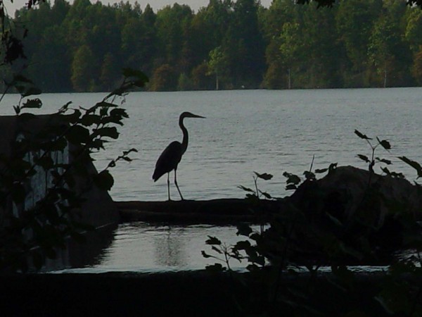 Heron