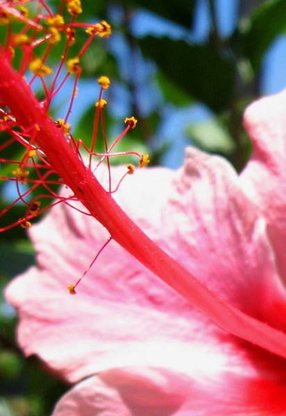 Pink Hibiscus Stamen