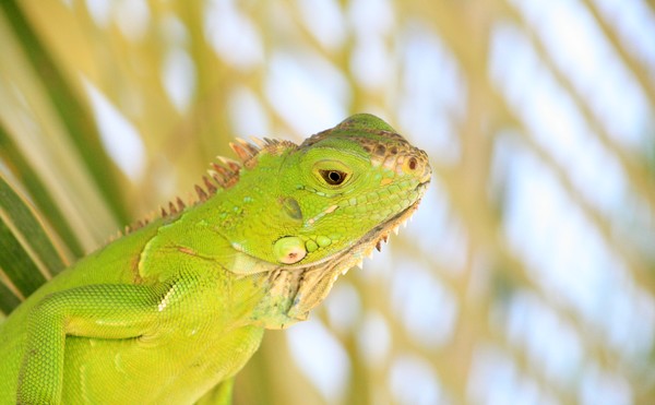 Glow - Iguana!