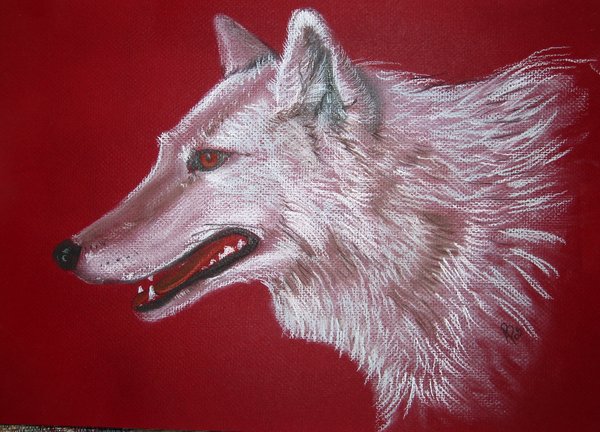 Gray wolf
