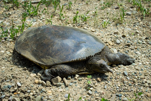 Softshell Laying Eggs