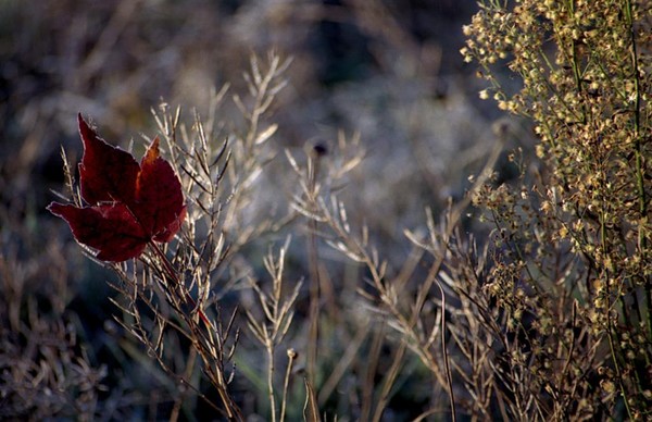 First Frost
