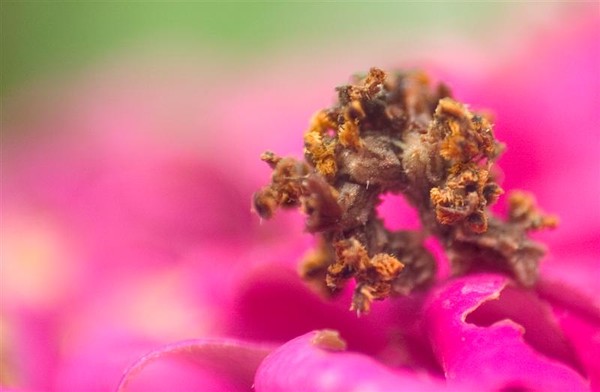 Strange Things in the Flowers