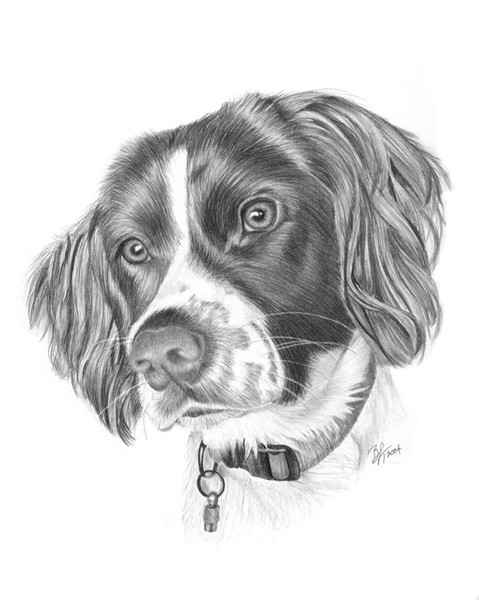 Springer