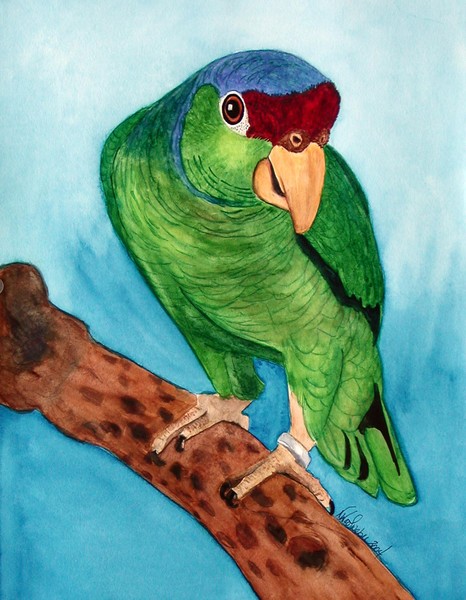 Coy Amazon Parrot