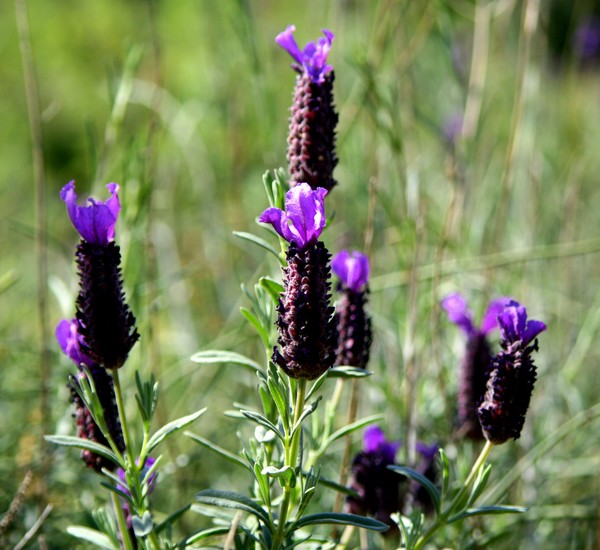 Plant Lavender for Good Luck