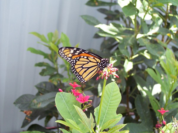 Butterfly !!