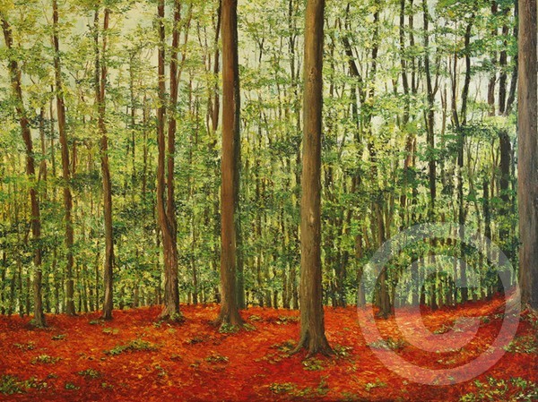 Forest in the Czech Republic
