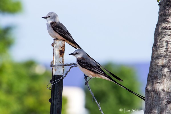 A couple of Scissor-tail