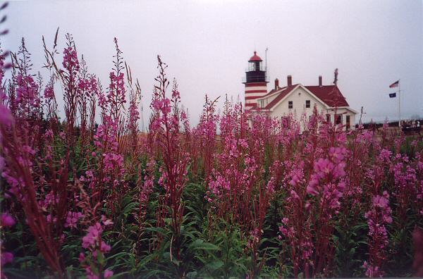 Between the Fog and Flowers