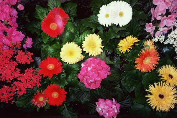 Flower Showings