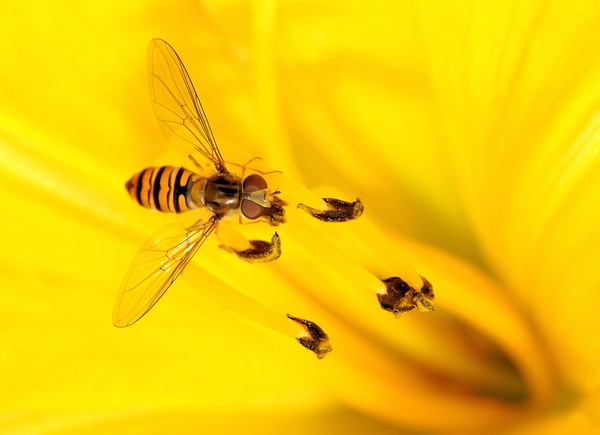 Hoverfly