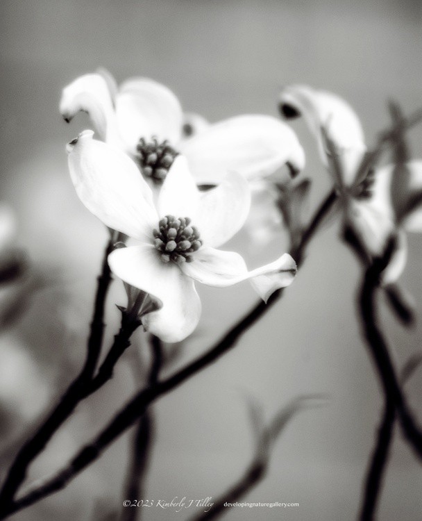 Dogwood P0620