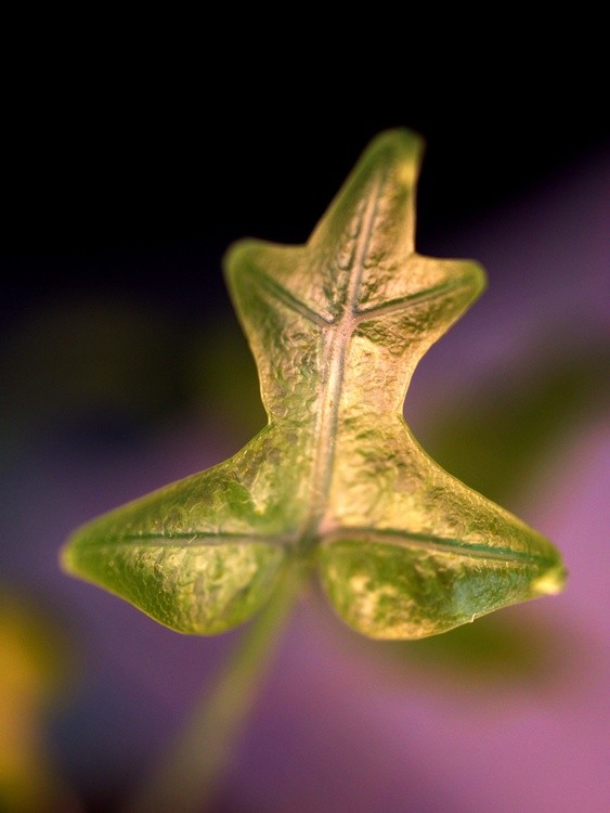 Pentacle
