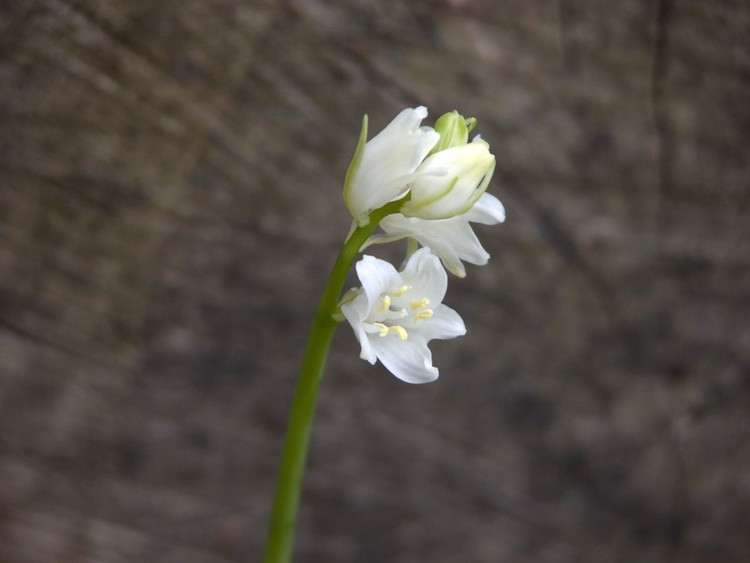 Snowdrop
