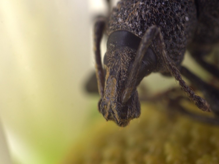The Face Of Weevil