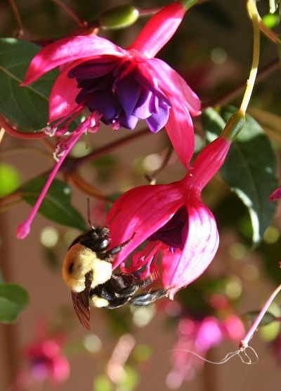Bumble Bee