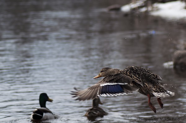 Duck