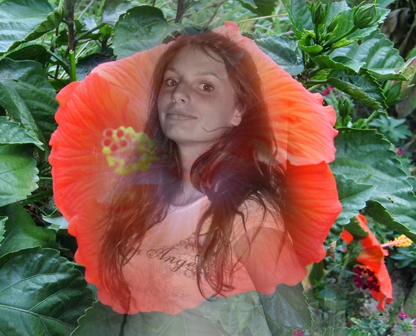 Hibiscus