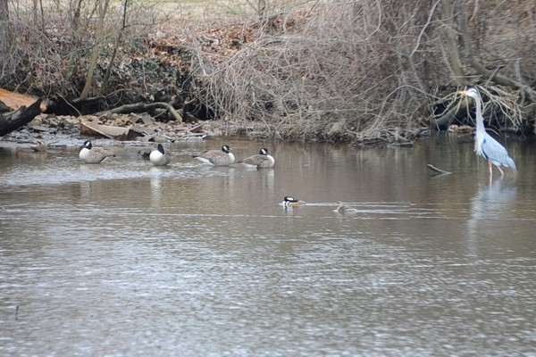 A Bird Gathering