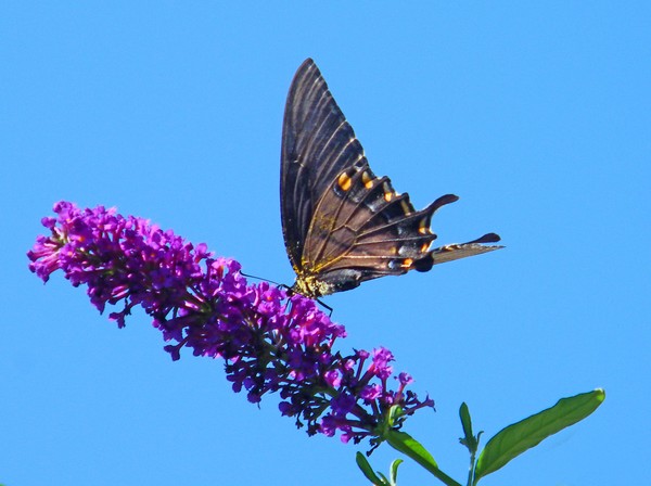 Black Swallowtail on Butterfly Bush