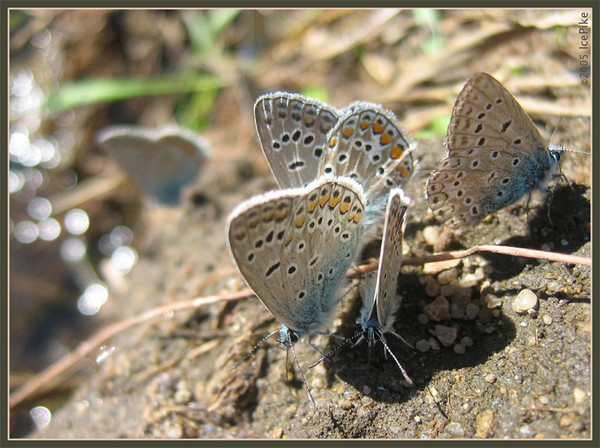 butterflies picnic