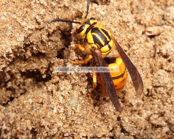 Bee