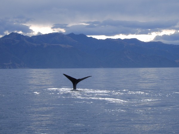 New Zealand Whale