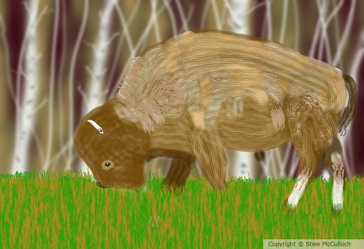 Bison Lunch   P293