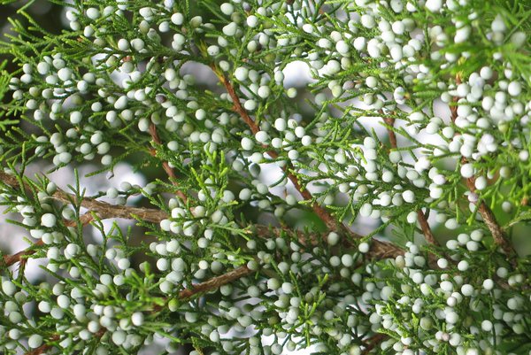 Florida snow...