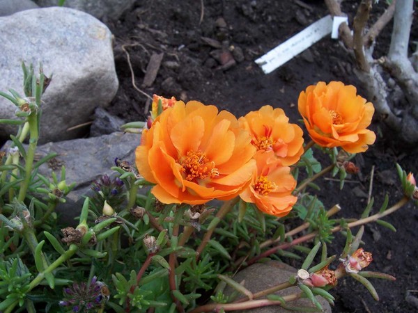 Flora3