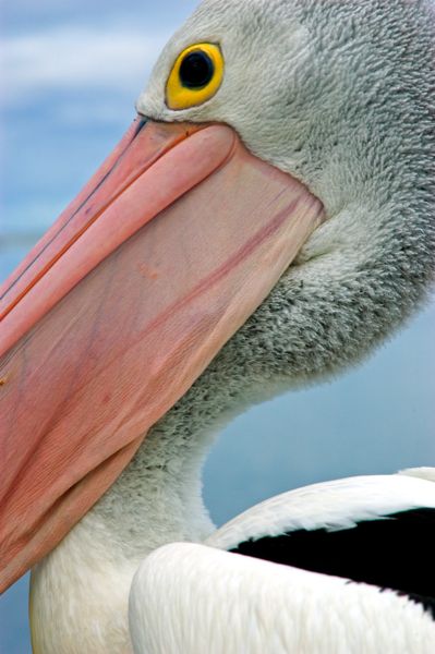 Pelican