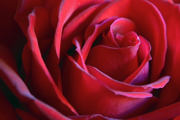 Red Rose