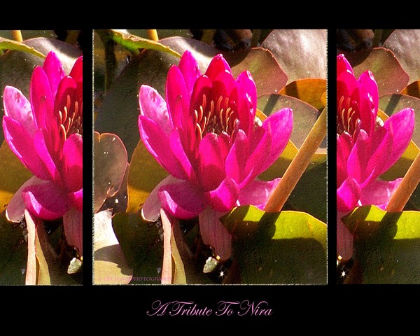 A Tribute To Nira